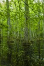 Cypress Swamp, Natchez Trace, MS Royalty Free Stock Photo