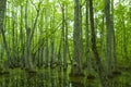 Cypress Swamp, Natchez Trace, MS Royalty Free Stock Photo