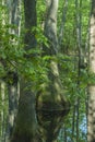 Cypress Swamp, Natchez Trace, MS Royalty Free Stock Photo