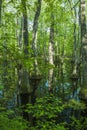 Cypress Swamp, Natchez Trace, MS Royalty Free Stock Photo