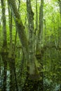 Cypress Swamp, Natchez Trace, MS Royalty Free Stock Photo