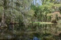 Cypress Swamp Reflection in South Carolina, USA Royalty Free Stock Photo