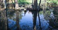 Cypress Swamp Reflection in South Carolina, USA Royalty Free Stock Photo