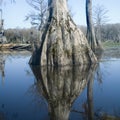 Cypress Swamp Reflections