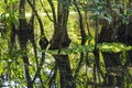 Cypress Swamp Reflections In Water Royalty Free Stock Photo