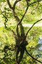 Cypress Swamp Reflections In Water Royalty Free Stock Photo