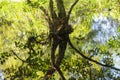 Cypress Swamp Reflections In Water Royalty Free Stock Photo