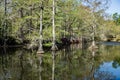 Cypress Swamp in South Carolina, USA Royalty Free Stock Photo