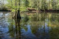 Cypress Swamp in South Carolina, USA Royalty Free Stock Photo