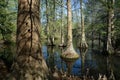 Cypress Swamp in South Carolina, USA Royalty Free Stock Photo