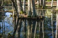 Cypress Swamp in South Carolina, USA Royalty Free Stock Photo