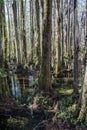 Cypress Swamp in South Carolina, USA Royalty Free Stock Photo