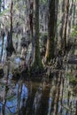 Cypress Swamp in South Carolina, USA Royalty Free Stock Photo