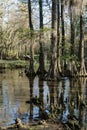 Cypress Swamp in South Carolina, USA Royalty Free Stock Photo