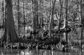 Cypress Swamp in South Carolina, USA Royalty Free Stock Photo