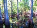 Great Cypress swamp Royalty Free Stock Photo