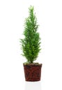 Cypress, thuja