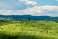 A cypress tree alone at the top af a green hill in the countryside near Siena, Tuscany, Italy Royalty Free Stock Photo