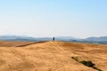 A cypress tree at alone at the top of a hill Royalty Free Stock Photo