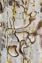 Cypress tree bark detail