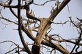 Cypress Tree Branches