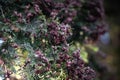 Cypress tree branches with small cones blurred background. Green thuja foliage in sunlight. Forest in summer Royalty Free Stock Photo