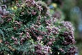 Cypress tree branches with small cones blurred background. Green thuja foliage in sunlight. Forest in summer and spring Royalty Free Stock Photo