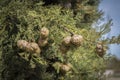 Cypress tree close up with some spherical fruits Royalty Free Stock Photo