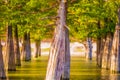 Cypress tree closeup Royalty Free Stock Photo