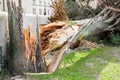 Cypress tree fallen after a wind storm Royalty Free Stock Photo