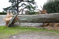 Cypress tree fallen Royalty Free Stock Photo