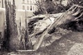 Cypress tree fallen after a wind storm Royalty Free Stock Photo