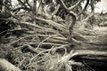 Cypress tree fallen after a wind storm Royalty Free Stock Photo