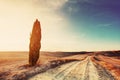 Cypress tree and field road in Tuscany, Italy at sunset. Val dOrcia Royalty Free Stock Photo