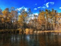 cypress tree foliage Royalty Free Stock Photo