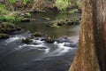 Cypress Tree, Hillsborough River