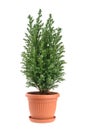 Cypress tree isolated on white. whithout shadow Royalty Free Stock Photo