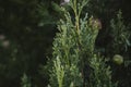 Cypress tree leaves texture and background. Close up view of cypress green leaves. Royalty Free Stock Photo