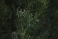 Cypress tree leaves texture and background. Close up view of cypress green leaves Royalty Free Stock Photo