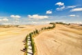 Cypress Tree-Lined Road in Siena Tuscany Between Golden Fields Royalty Free Stock Photo