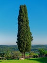 cypress tree lonely in the tuscanian italy country side Royalty Free Stock Photo