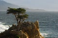 A Cypress tree in Monterey Bay