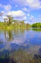 Cypress Tree in Natural Spring