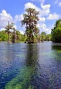 Cypress Tree in Natural Spring Royalty Free Stock Photo