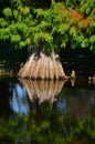 Cypress tree reflection