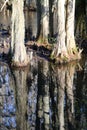 Cypress Tree Reflection on Black Water