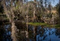 Cypress Tree Reflects in Swamp Royalty Free Stock Photo