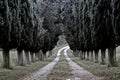 Cypress tree road