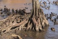 Cypress Tree Roots and Waterfowl