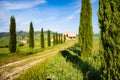 Cypress tree with row of trees around the path Royalty Free Stock Photo